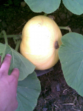 pumpkin