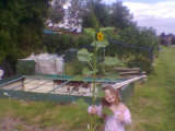my daughters 1st sunflower
