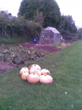 pumpkins