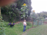sunflowers 2010