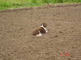 Odie on Rabbit Watch