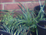 plant ID
