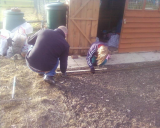 planting garlic