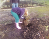 planting the fruit trees