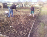 fruit trees