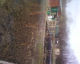 where are the weeds