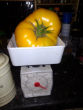 Giant Spanish Yellow 1lb 12oz