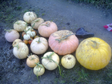 Most of the pumpkins