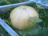 The biggy the day before harvest...