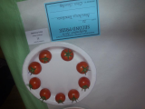 Cherry tomd