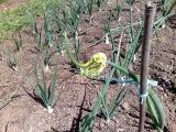 tree onion 02