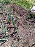Tree onion 01