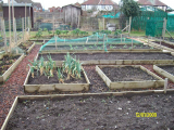 Put in raised bed in my 1st year