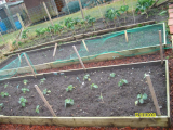 Spring cabbages & Jap onions on the go!