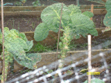 Still a few sprouts to come off