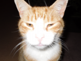 Cat No.1