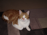 Cat No.2