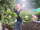 a pair of summer cabbages {primo 2 }