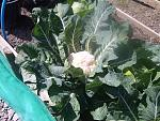 one of my caukis from the long bed