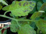 leaves