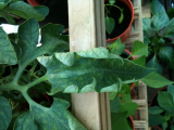tomato leaves