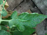 leaf