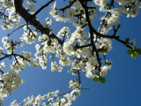 damson blossom