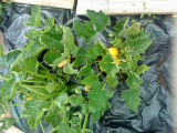 courgettes