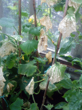 cukes