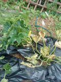 courgettes
