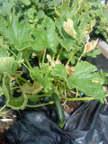 courgettes