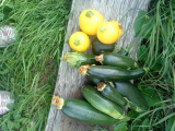 courgettes