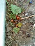 rhubarb