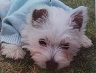 our new puppy