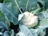 Cauli