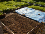 Onion and Garlic planted, bed prepared for Spring and covered 