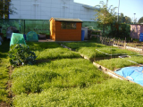 Green Manure growing.