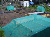 Started to plant seedlings and netted some.