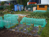 Plot in June