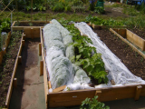 Carrots and parsnips