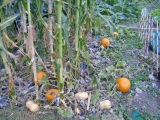 Squashes