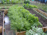 Carrots and Parsnips