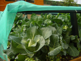 Brassicas