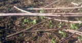 Blauschokker peas braving the winter, proving their hardiness.