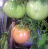 Grandfather Ashlock Tomato