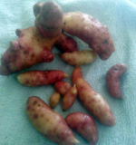 Pink Fir Apple Potato