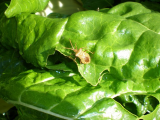 Insect