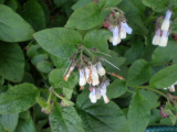 Comfrey