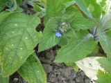 Comfrey or Borage?