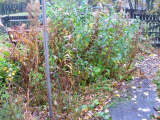 Before